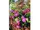 A serene garden scene boasting vibrant pink clematis against a rustic wooden fence at 2541 Cherry St, Denver, CO 80207