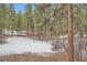 Expansive backyard surrounded by tall pine trees and a blanket of snow at 1662 Gore Dr, Larkspur, CO 80118