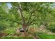 Beautiful backyard featuring a large tree, green lawn, and a greenhouse at 116 Monarch St, Louisville, CO 80027