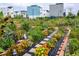 Community garden with various flowers and vegetables at 6777 Larsh Dr, Denver, CO 80221