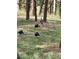 A group of turkeys foraging on a grassy area surrounded by trees, adding natural charm at 21859 Grandview Ave, Golden, CO 80401