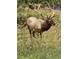 Stunning full-bodied view of a Rocky Mountain elk, showcasing nature's beauty at 21859 Grandview Ave, Golden, CO 80401