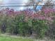 Lush purple lilac bushes add a vibrant touch to this well-kept yard, creating a picturesque setting at 5722 W Chestnut Ave, Littleton, CO 80128