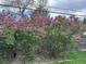 Lovely purple lilac bushes in full bloom add charm to this well-maintained yard, enhancing the property's curb appeal at 5722 W Chestnut Ave, Littleton, CO 80128