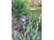 Close-up of a purple iris flower in a garden bed, enhancing the natural beauty of the yard at 21142 Hawthorne Ln, Parker, CO 80138