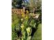 Close-up of a garden with beautiful yellow flowers in full bloom at 21142 Hawthorne Ln, Parker, CO 80138