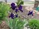 Close-up of vibrant purple irises in a well-maintained garden bed, adding a splash of color to the landscape at 21142 Hawthorne Ln, Parker, CO 80138