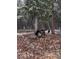 Turkeys roam snowy property, surrounded by tall trees and a serene winter landscape at 10381 Hondah Dr, Littleton, CO 80127