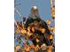 Close-up of a majestic bald eagle perched in a tree with fall foliage at 4814 S Upham Ct, Littleton, CO 80123