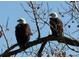 Majestic bald eagles perched on a tree branch against a clear blue sky at 4814 S Upham Ct, Littleton, CO 80123