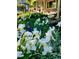 Front yard full of irises and lush green plants leading to the charming exterior of the home at 1315 Tipperary St, Boulder, CO 80303