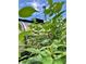 Close-up of a garden with greenery and berries in front of greenhouse at 1315 Tipperary St, Boulder, CO 80303