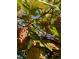 Close-up of grapes growing on the vine-covered pergola, showcasing a tranquil setting at 1315 Tipperary St, Boulder, CO 80303