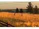 Scenic landscape with deer in a golden grassy field, surrounded by lush trees at 575 Howling Cir, Elizabeth, CO 80107
