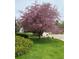 Exterior view of a vibrant flowering tree in the front yard with healthy green grass at 7202 Snow Peak Ct, Niwot, CO 80503