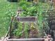 Raised vegetable garden beds enclosed with fencing and filled with various plants at 7202 Snow Peak Ct, Niwot, CO 80503