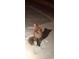 A charming fox in the snow at 636 Chute Rd, Golden, CO 80403