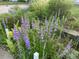 Beautiful flowerbed with purple penstemons and mixed greenery, enhancing the curb appeal of this home at 3278 S Lafayette St, Englewood, CO 80113
