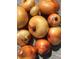 Pile of freshly harvested onions, showcasing the garden's abundance and organic produce at 3278 S Lafayette St, Englewood, CO 80113