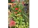 Beautifully cultivated garden showcasing vibrant zinnia flowers in shades of red and orange at 3278 S Lafayette St, Englewood, CO 80113