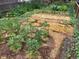 Large vegetable garden with tomato plants, cabbage, onions, and mulch surrounded by a chain link and wooden fence at 3278 S Lafayette St, Englewood, CO 80113