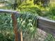 Fresh garlic scapes hanging on a wooden fence, showcasing the garden's natural abundance at 3278 S Lafayette St, Englewood, CO 80113