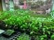 Inside view of greenhouse, displaying numerous seedling plants and various gardening supplies at 3278 S Lafayette St, Englewood, CO 80113