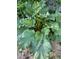 Healthy rhubarb plant with large green leaves, showcasing its natural beauty and potential at 3278 S Lafayette St, Englewood, CO 80113