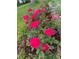 Vibrant pink roses bloom along the flowerbed, adding color and beauty to the yard at 3278 S Lafayette St, Englewood, CO 80113