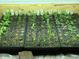Trays of newly planted seedlings in various growing stages and various seedlings are labeled at 3278 S Lafayette St, Englewood, CO 80113