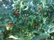 Lush tomato plant with ripe and unripe red tomatoes, promising a bountiful harvest at 3278 S Lafayette St, Englewood, CO 80113