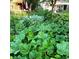Lush vegetable garden featuring a variety of plants, creating a vibrant and sustainable space at 3278 S Lafayette St, Englewood, CO 80113