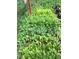 Organized vegetable garden with rows of various plants, demonstrating sustainable living at 3278 S Lafayette St, Englewood, CO 80113