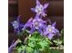 Close-up of vibrant purple and white columbine flowers growing near a charming log cabin at 27888 Richmond Hill Rd, Conifer, CO 80433