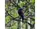 Beautiful bluebird perched among lush green leaves on a lovely tree branch at 27888 Richmond Hill Rd, Conifer, CO 80433