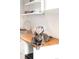 Kitchenette with stainless steel sink and appliances plus a cat on the counter at 1333 Raleigh St, Denver, CO 80204