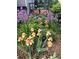 Beautiful garden with blooming purple and peach flowers, wood fencing, and wood chip ground cover at 2152 Grant St, Longmont, CO 80501