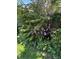 Lush landscaping with lilac colored blooms at 18655 E Garden Pl, Aurora, CO 80015