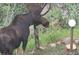 Moose in the forest at 11827 Brook Rd, Golden, CO 80403