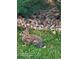 A wild rabbit sitting in grass at 14641 E Poundstone Dr, Aurora, CO 80015