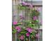 Climbing clematis flowers with vibrant pink blossoms and green foliage along a wooden fence at 5863 N Boston St, Denver, CO 80238