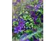 Climbing clematis flowers with vibrant purple blossoms and green foliage along a wooden fence at 5863 N Boston St, Denver, CO 80238