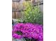 Colorful garden bed featuring vibrant purple flowers and lush greenery at 5863 N Boston St, Denver, CO 80238