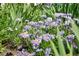 Vibrant purple and yellow flowers create a stunning display in a lush garden setting, adding natural beauty at 3380 S Ogden St, Englewood, CO 80113