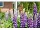 Beautiful purple lupine flowers bloom in the garden, adding a touch of elegance and natural beauty to the landscape at 3380 S Ogden St, Englewood, CO 80113