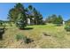 A spacious, well-maintained backyard features manicured lawn and mature trees creating a serene outdoor space at 497 Grey Squirrel Way, Franktown, CO 80116