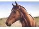 Close-up of a beautiful brown horse with a white streak on its forehead at 25803 Aspen Way, Golden, CO 80401