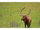 Majestic elk standing proudly in a lush green field, showcasing the natural beauty of the area at 25803 Aspen Way, Golden, CO 80401