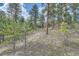 View of the tree filled back yard showing a gentle slope and a home set among the trees at 28669 Mountain View Rd, Conifer, CO 80433