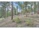 Forested lot with a shed and mountain home surrounded by lush greenery and tall trees at 28669 Mountain View Rd, Conifer, CO 80433
